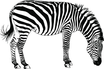Fototapeta na wymiar jumping striped African Zebra, hand-drawn in full- length