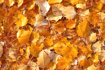 Scattered colorful red, orange and yellow fall leaves background. Colors of gold autumn. Seasonal decoration concept backdrop.
