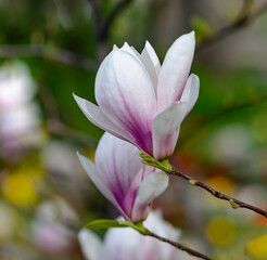 magnolia flowers on a branch in the garden spring amazingly romantic