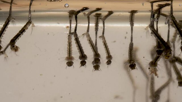 Mosquito larvae swimming in standing water. Breeding area for disease carrying insect