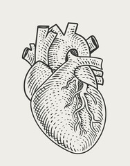 illustration human heart engraving style