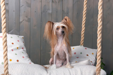 Chinese Crested dog sitting on the bed