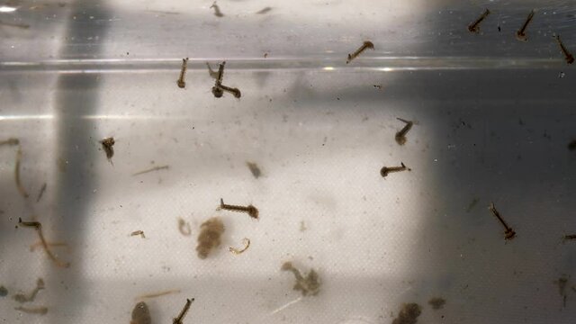 Mosquito larvae swimming in standing water. Breeding area for disease carrying insect