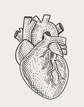 illustration human heart engraving style