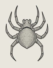 illustration spider engraving monochrome style