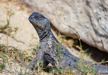 Uromastyx lizard, also known as a Dabb lizard, sun bathing in a wildlife nature reserve, Abu Dhabi