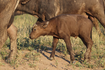 Kaffernbüffel / African buffalo / Syncerus caffer.