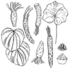Wasabi, root and leaves. Vector   illustration.