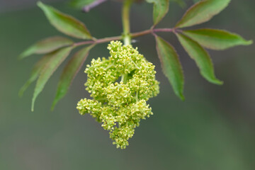 Blooming red elderberry (Sambucus racemosa) in a beautiful evening light. Beautiful flowers of blooming red elderberry shrub on green background. Selective focus, closeup. 