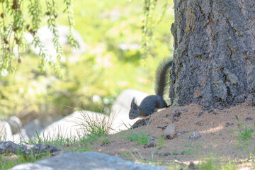 Isolated curious gray squirrel with long fluffy tail on the ground, near a big trunk, in a forest. With copy-space.