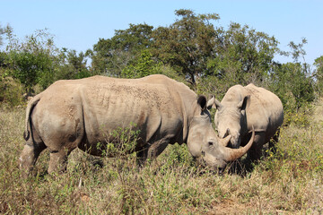 Naklejka premium Breitmaulnashorn / Square-lipped rhinoceros / Ceratotherium Simum