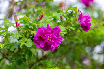 Blooming Rugosa Rose (Rosa rugosa) in a beautiful evening light. Beautiful flowers of blooming Rugosa Rose shrub on green background. Selective focus, closeup. Nature concept for green design.