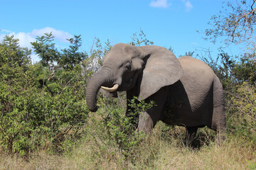 Afrikanischer Elefant / African elephant / Loxodonta africana