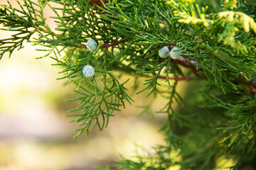 natural background in early spring fresh green juniper sprig with blue berries