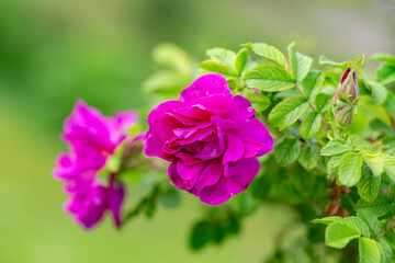 Blooming Rugosa Rose (Rosa rugosa) in a beautiful evening light. Beautiful flowers of blooming Rugosa Rose shrub on green background. Selective focus, closeup. Nature concept for green design.