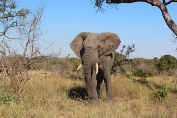 Afrikanischer Elefant / African elephant / Loxodonta africana