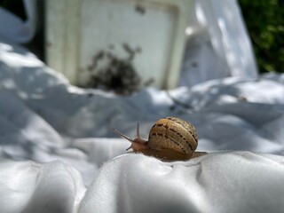 snail on a branch