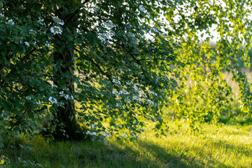 Fototapeta premium Blooming Guelder rose (Viburnum opulus) in a beautiful evening light. Beautiful white flowers of blooming Viburnum shrub on green background. Selective focus, closeup. Nature concept for green design.