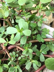 Purslane oleracea leaves 