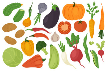 Vegetable harvest, vegetarian diet food vector illustration set. Cartoon fresh cabbage carrot cucumber potato radish tomato broccoli eggplant garlic pumpkin pepper beet onion peas isolated on white