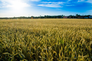 Wheat field at sunrise on a spring day