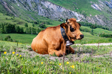 Vache en montagne
