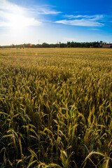 Wheat field at sunrise on a spring day