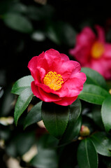 Fototapeta premium 赤色の花 椿