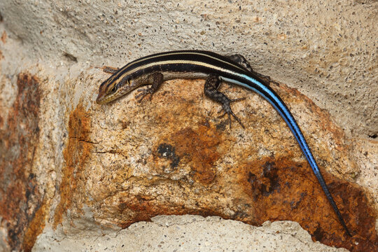Afrikanischer Streifenskink oder Gestreifte Mabuye / African striped skink / Trachylepis striata uel Mabuya striata