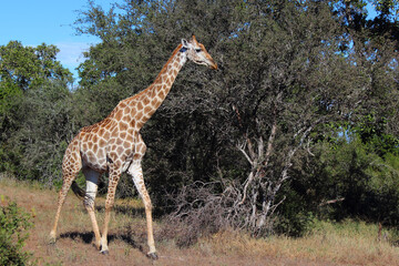 Giraffe / Giraffe / Giraffa camelopardalis