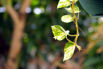 ornamental plants hanging in front of the house