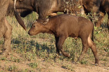 Kaffernbüffel / African buffalo / Syncerus caffer.