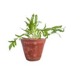rosemary in a pot
