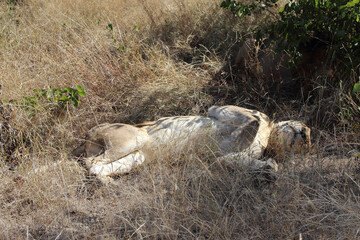 Afrikanischer Löwe / African lion / Panthera leo.