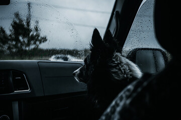 
dog in car