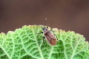 Bugs on green leaves, North China