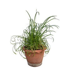 rosemary in a pot
