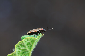Bugs on green leaves, North China