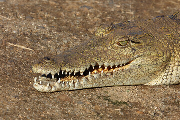 Nilkrokodil / Nile crocodile / Crocodylus niloticus