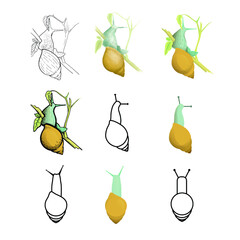 
Snail on a plant - nature - illustration