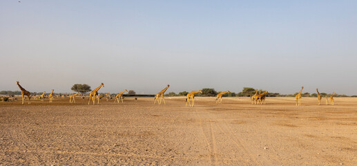 Herd of Giraffes in a wildlife conservation park, Abu Dhabi, United Arab Emirates © hyserb