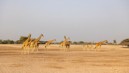 Herd of Giraffes in a wildlife conservation park, Abu Dhabi, United Arab Emirates © hyserb