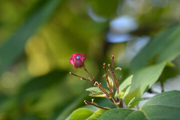 Harlequin glorybower