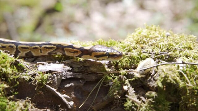 Selective focus closeup of beautiful Anaconda snake, Eunectes murinus, crawling among dry leaves. Concept of biodiversity, ecology, environment and animal. 4K.