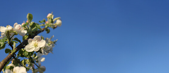 blossoming flowers on the branches of an apple tree against the blue sky. spring in the orchard