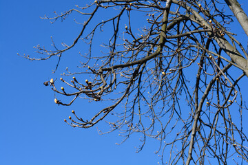 Common horse chestnut
