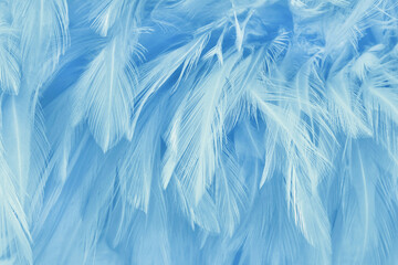 Blue pastel bird feathers pattern texture background.