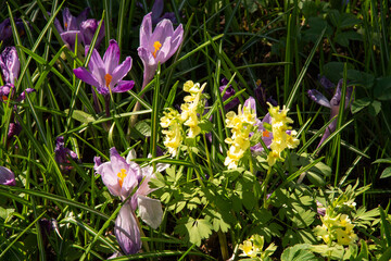 natural background in early spring fresh field yellow and purple primroses