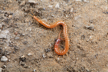 Centipede crawls on the ground, North China