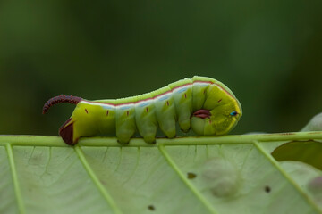 Unique Caterpillars on Nature Place